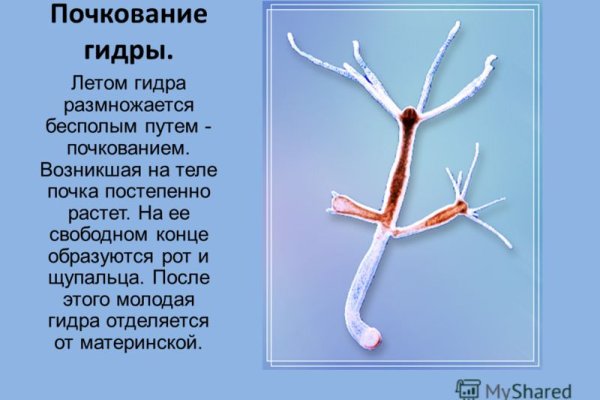 Модератор на кракене